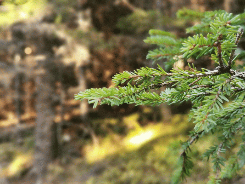 Wald in Innervillgraten